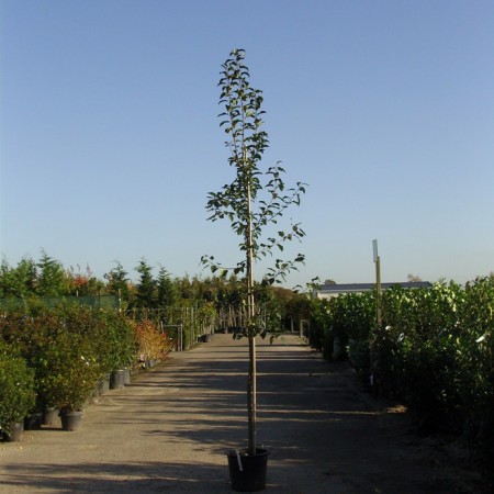 HOOG EN HALF STAM BOMEN