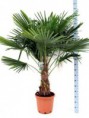 /album/fotogalerij-startpagina/trachycarpus-p40-met-hoogte-1824-2-jpg/