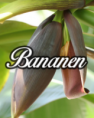 /album/fotogalerij-startpagina/bananen-lang-239x300-png/